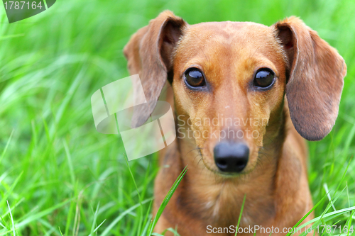 Image of dachshund dog in park