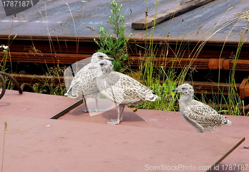 Image of Nestlings of the seagull