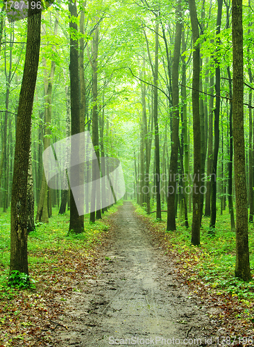 Image of  forest