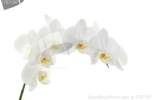 Image of orchids 