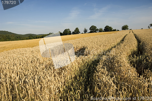 Image of Crop damage