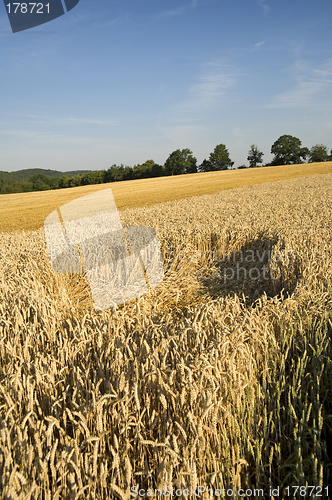 Image of Crop damage