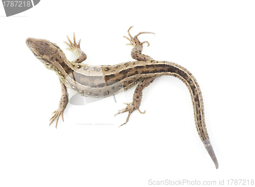 Image of  lizard 