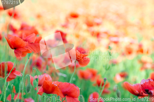 Image of  red poppy