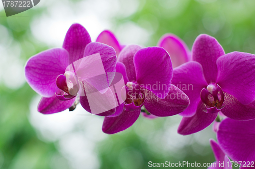 Image of beautiful orchid 