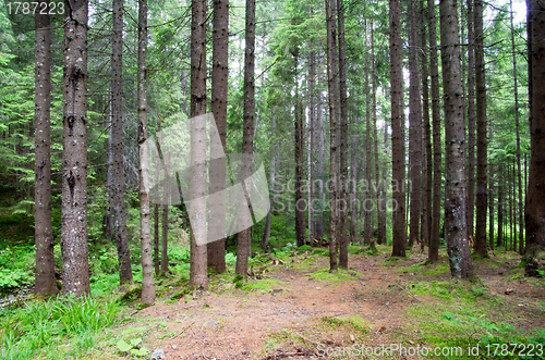 Image of green forest 