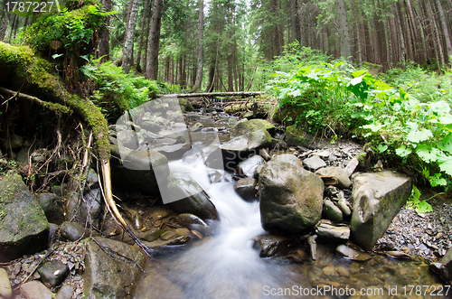 Image of  forest