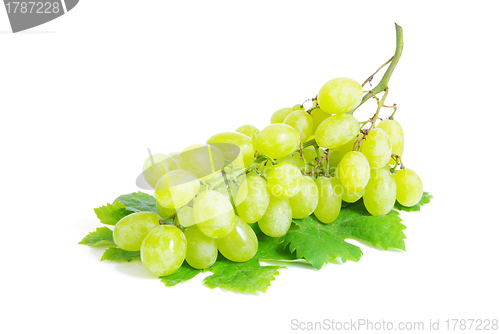 Image of  grape 
