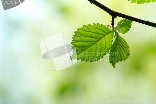 Image of green leaves 