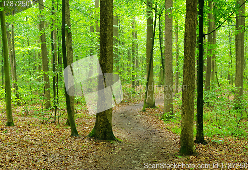 Image of forest