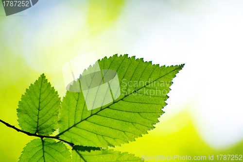 Image of green leaves 