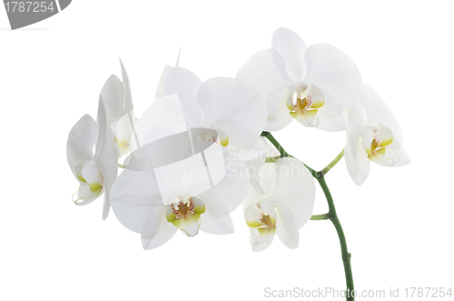 Image of white orchids