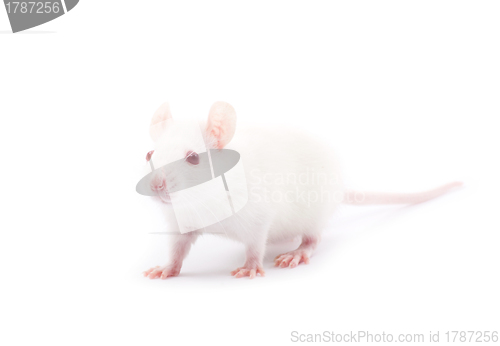 Image of  rat 