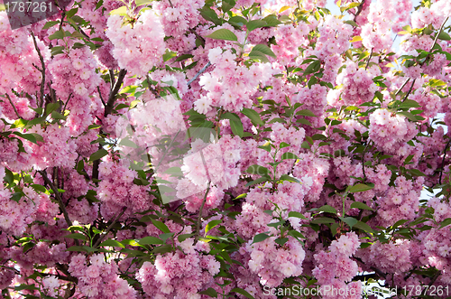 Image of cherry flowers    