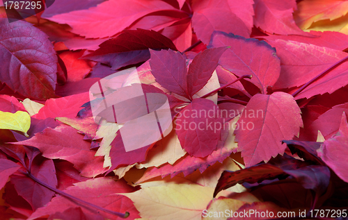 Image of Background of red autumn leaves