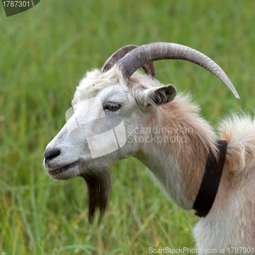 Image of Head of a goat 