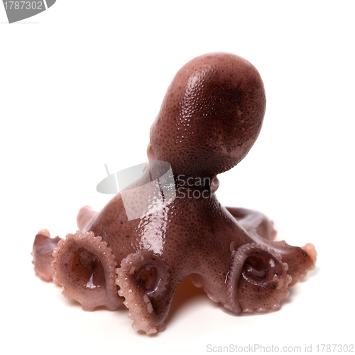 Image of Small octopus on white background 