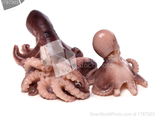 Image of Three small octopus on white background 