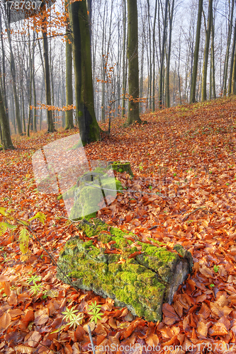 Image of Autumn forest