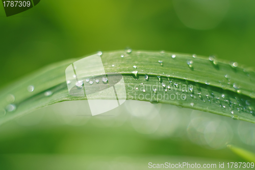 Image of The drops of water on the grass leaf