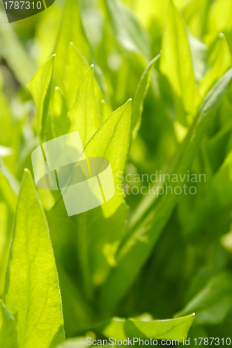 Image of Leaves backlit by strong summer sunlight