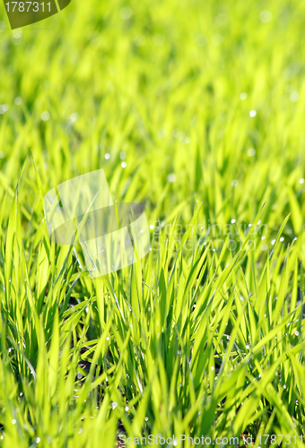 Image of Young cereal leaves