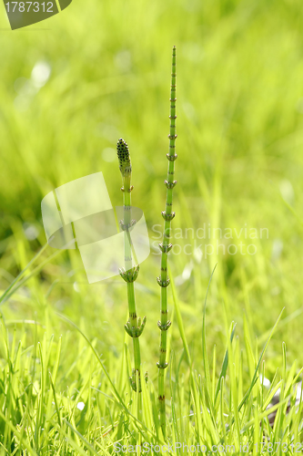 Image of Spring Horsetail