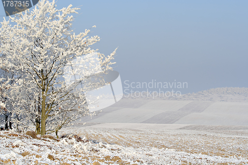 Image of Hazy winter landscape