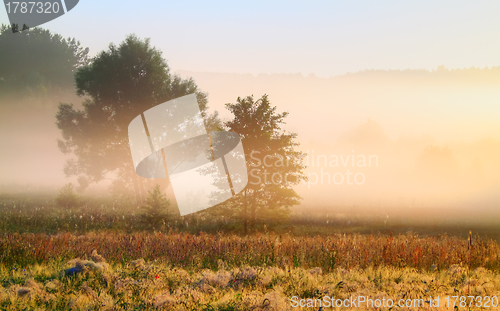 Image of Foggy morning