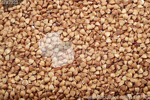Image of Buckwheat seeds