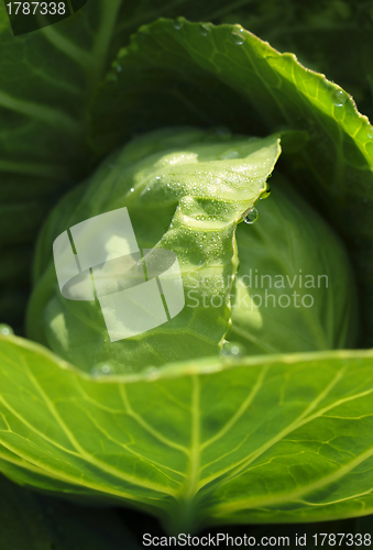 Image of Green cabbage