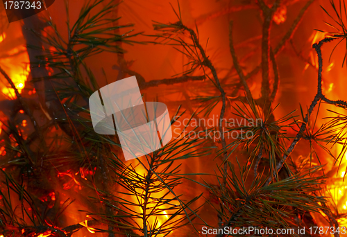Image of Burning pine branches