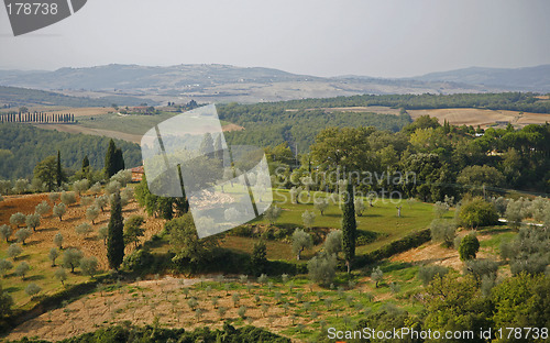 Image of Olive trees Tuscany