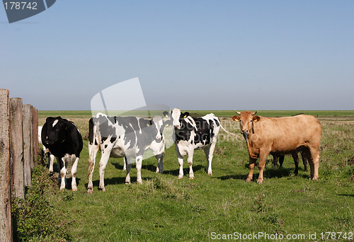 Image of Cows