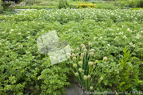 Image of Potatoes and onions 01