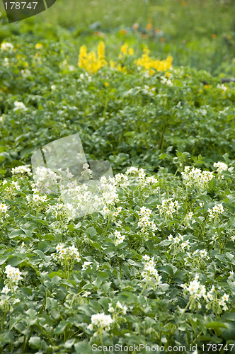 Image of Flowering potatoes