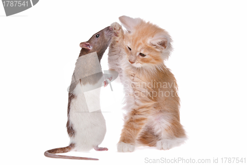 Image of Rat and kitten