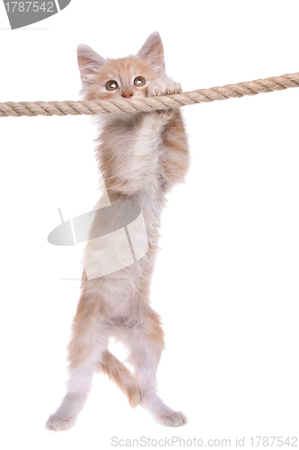 Image of Red Norwegian forest kitten