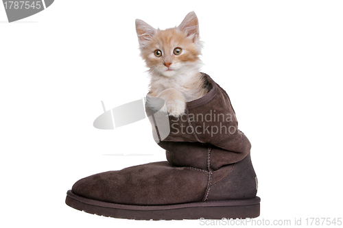 Image of red kitten in boot