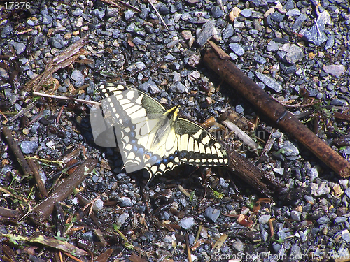 Image of Monarch Butterfly