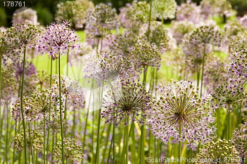 Image of Giant Onion flowers 01