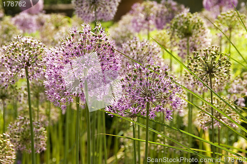 Image of Giant Onion flowers 02