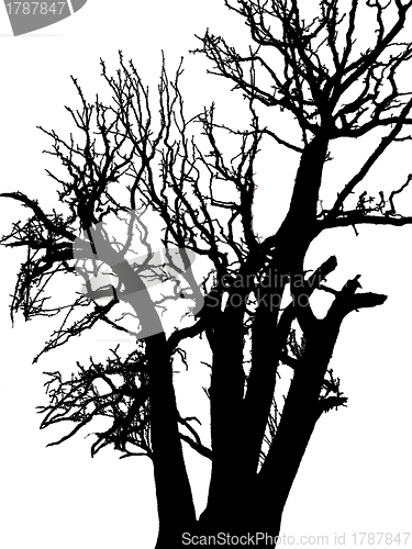 Image of silhouette of the tree