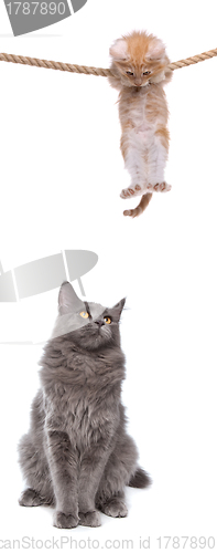 Image of kitten and cat