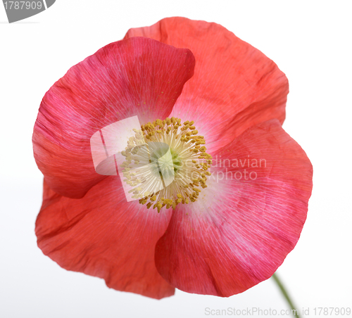 Image of Poppy Flower 