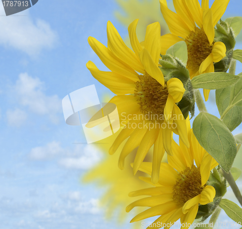 Image of Sunflowers