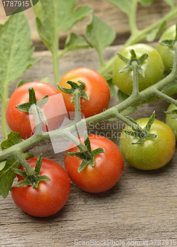 Image of Cherry Tomatoes