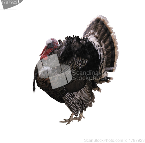 Image of Turkey Bird
