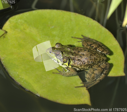 Image of Green Frog