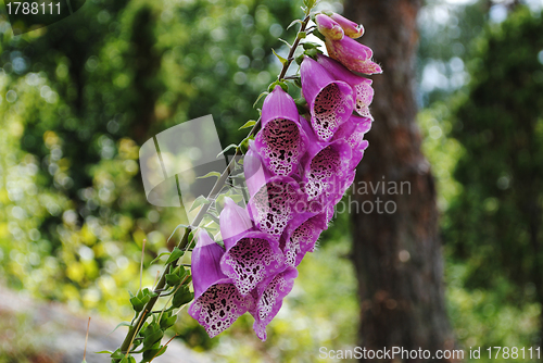 Image of Foxglove